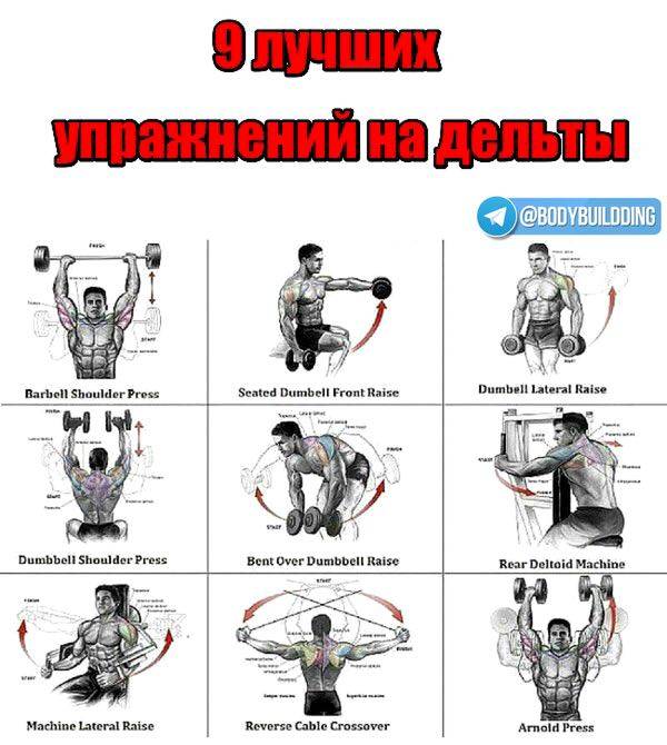Упражнения на плечи с гантелями. топ лучших.