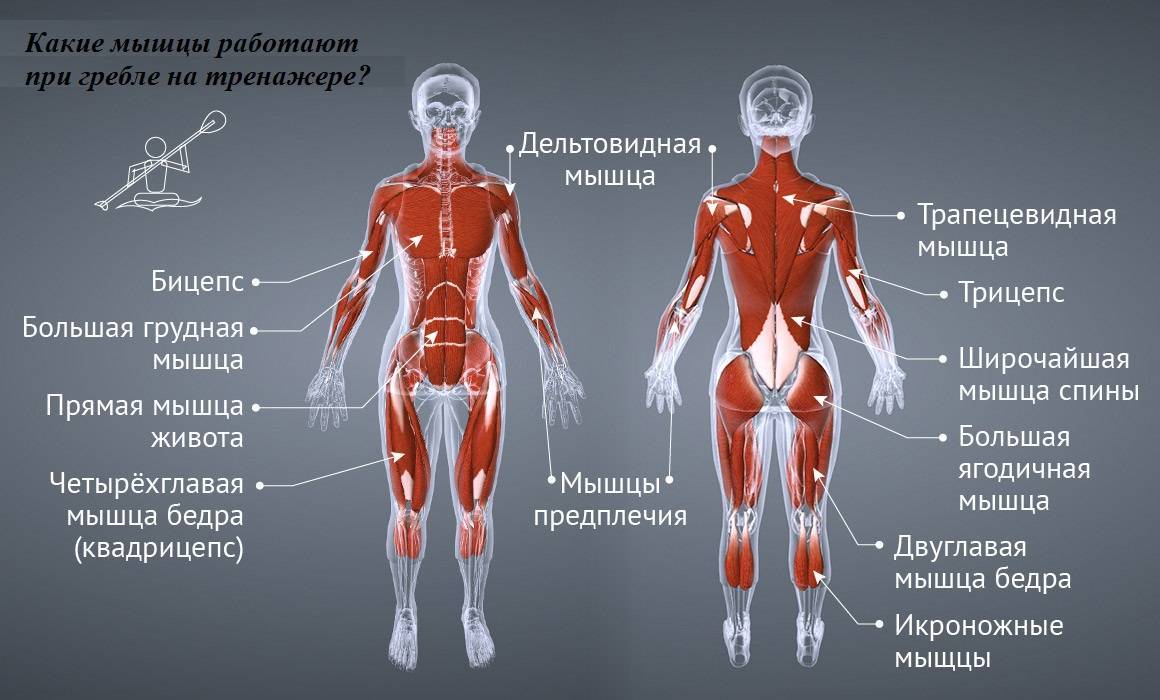 Гребной тренажер: инструкция по применению